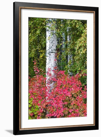 Aspen Tree Trunks Surrounded by Autumn Color, Alaska, USA-Terry Eggers-Framed Photographic Print