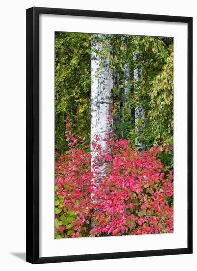 Aspen Tree Trunks Surrounded by Autumn Color, Alaska, USA-Terry Eggers-Framed Photographic Print