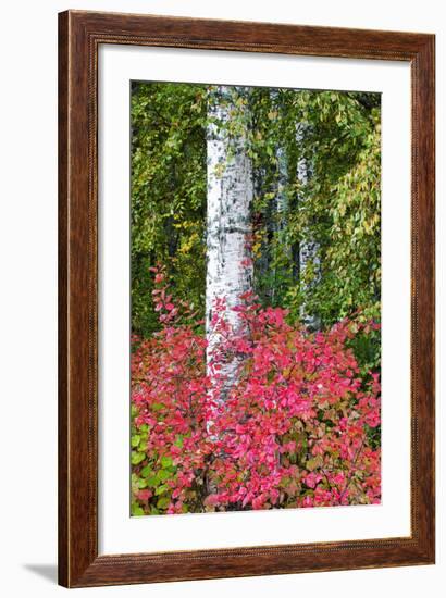 Aspen Tree Trunks Surrounded by Autumn Color, Alaska, USA-Terry Eggers-Framed Photographic Print