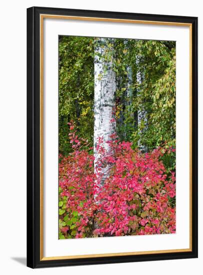 Aspen Tree Trunks Surrounded by Autumn Color, Alaska, USA-Terry Eggers-Framed Photographic Print