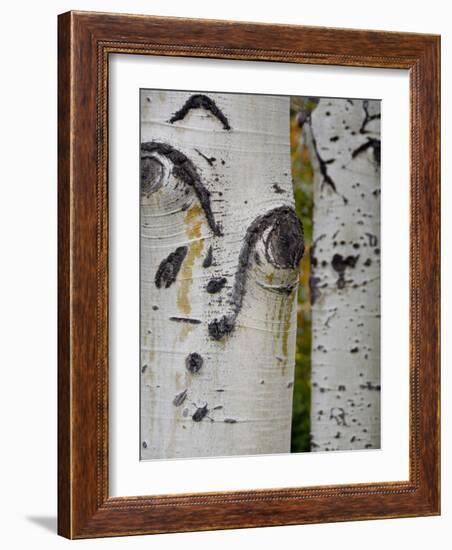 Aspen Tree Trunks, Vail, Colorado, USA-Cindy Miller Hopkins-Framed Photographic Print