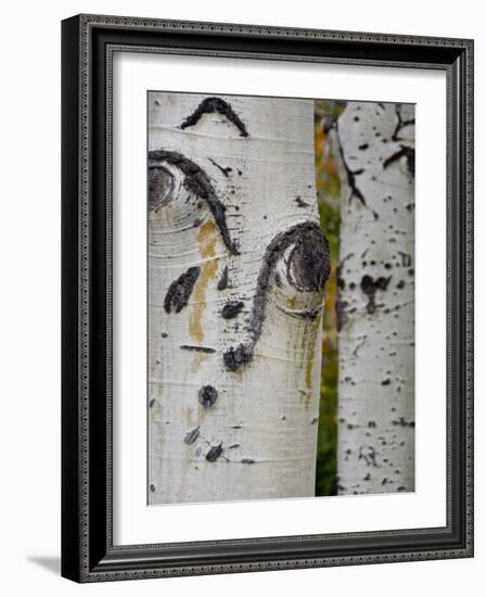 Aspen Tree Trunks, Vail, Colorado, USA-Cindy Miller Hopkins-Framed Photographic Print