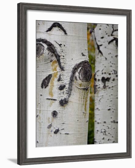 Aspen Tree Trunks, Vail, Colorado, USA-Cindy Miller Hopkins-Framed Photographic Print