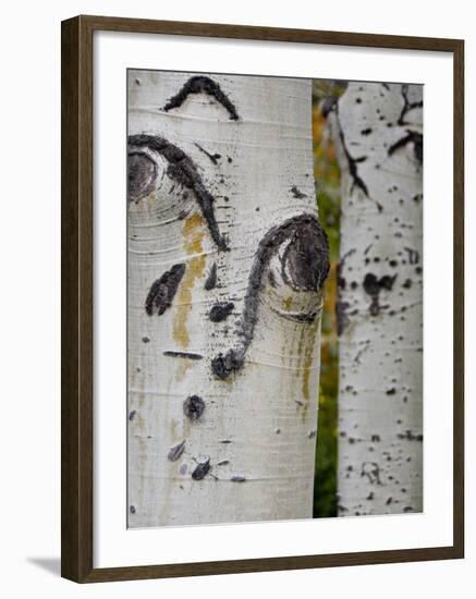 Aspen Tree Trunks, Vail, Colorado, USA-Cindy Miller Hopkins-Framed Photographic Print