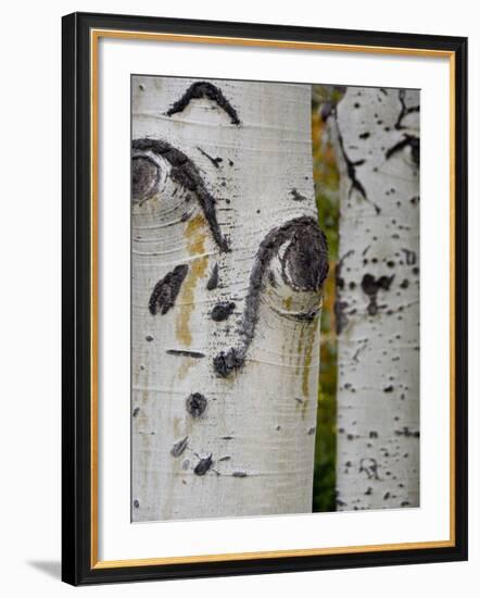 Aspen Tree Trunks, Vail, Colorado, USA-Cindy Miller Hopkins-Framed Photographic Print