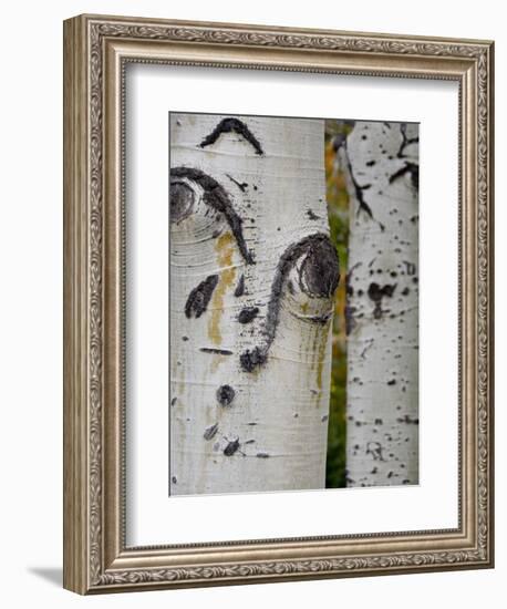 Aspen Tree Trunks, Vail, Colorado, USA-Cindy Miller Hopkins-Framed Photographic Print