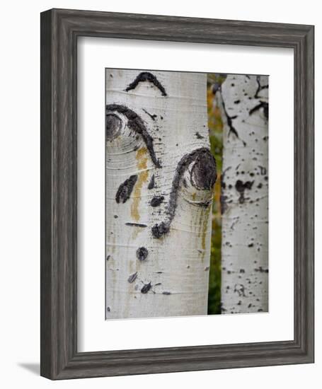 Aspen Tree Trunks, Vail, Colorado, USA-Cindy Miller Hopkins-Framed Photographic Print