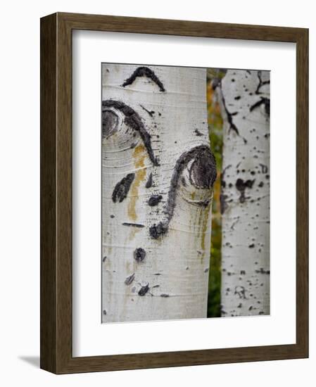 Aspen Tree Trunks, Vail, Colorado, USA-Cindy Miller Hopkins-Framed Photographic Print