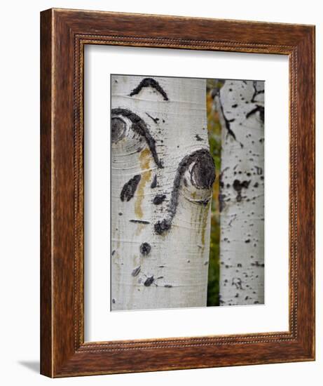 Aspen Tree Trunks, Vail, Colorado, USA-Cindy Miller Hopkins-Framed Photographic Print