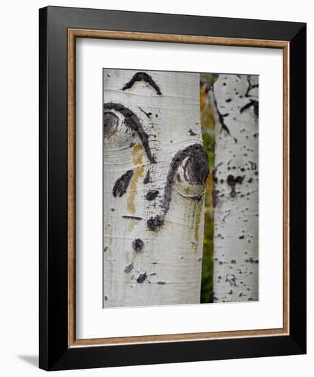 Aspen Tree Trunks, Vail, Colorado, USA-Cindy Miller Hopkins-Framed Photographic Print