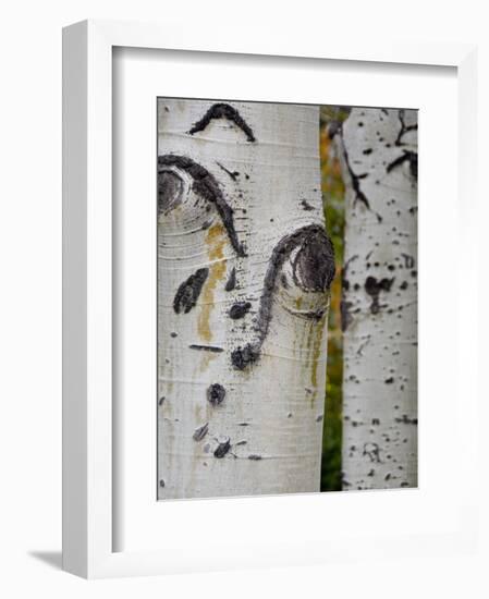 Aspen Tree Trunks, Vail, Colorado, USA-Cindy Miller Hopkins-Framed Photographic Print