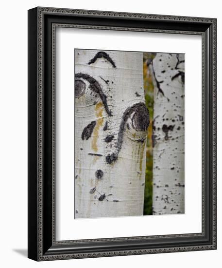 Aspen Tree Trunks, Vail, Colorado, USA-Cindy Miller Hopkins-Framed Photographic Print