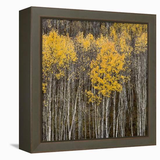 Aspen Trees 2-Jamie Cook-Framed Premier Image Canvas