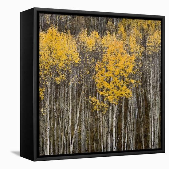 Aspen Trees 2-Jamie Cook-Framed Premier Image Canvas