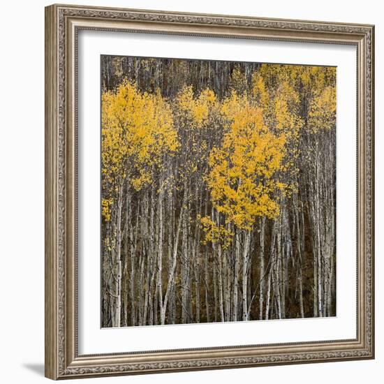 Aspen Trees 2-Jamie Cook-Framed Giclee Print