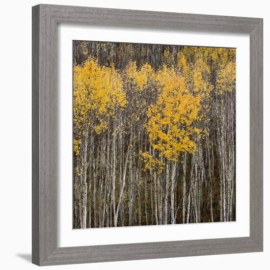 Aspen Trees 2-Jamie Cook-Framed Giclee Print