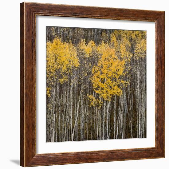 Aspen Trees 2-Jamie Cook-Framed Giclee Print