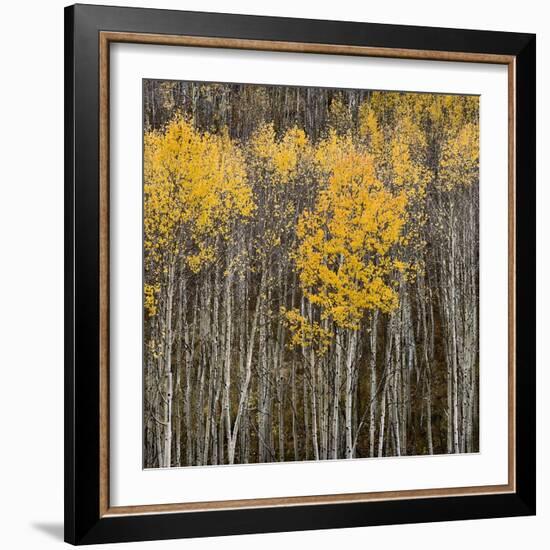 Aspen Trees 2-Jamie Cook-Framed Giclee Print