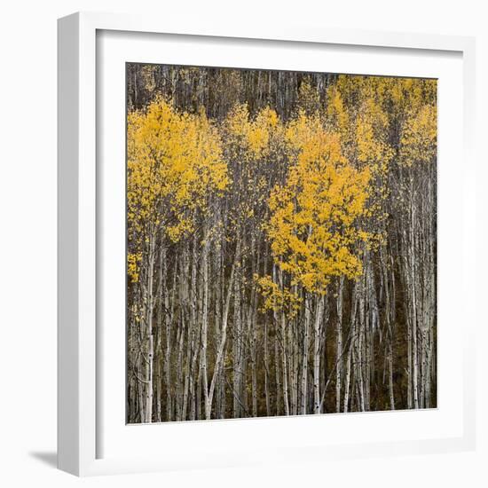 Aspen Trees 2-Jamie Cook-Framed Giclee Print