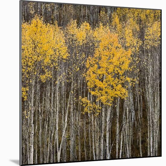 Aspen Trees 2-Jamie Cook-Mounted Giclee Print