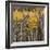 Aspen Trees 2-Jamie Cook-Framed Giclee Print