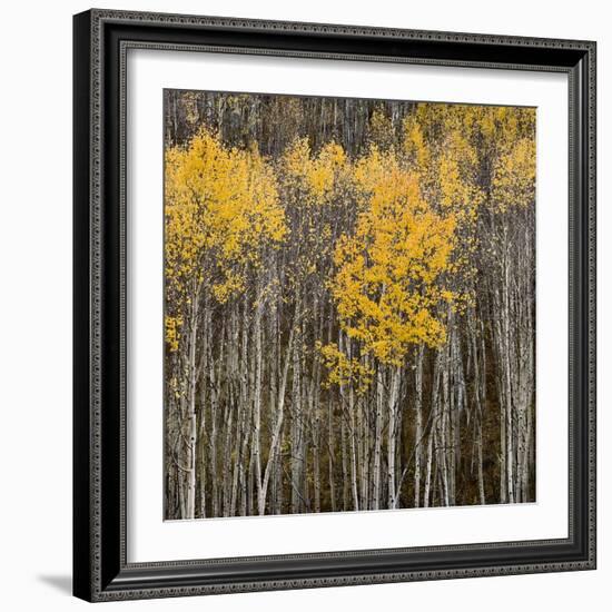 Aspen Trees 2-Jamie Cook-Framed Giclee Print