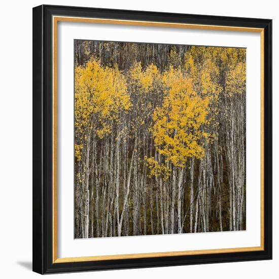 Aspen Trees 2-Jamie Cook-Framed Giclee Print