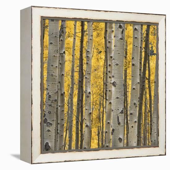 Aspen Trees 3-Jamie Cook-Framed Premier Image Canvas