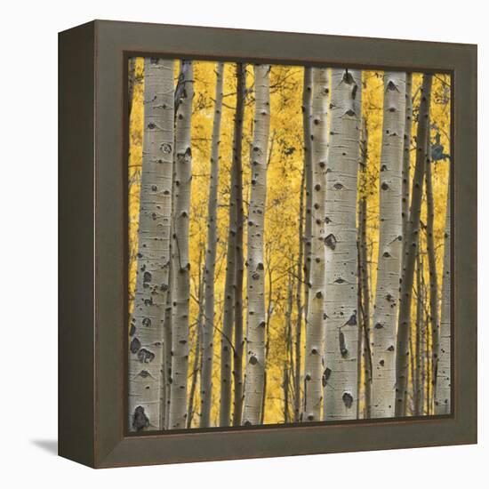 Aspen Trees 3-Jamie Cook-Framed Premier Image Canvas