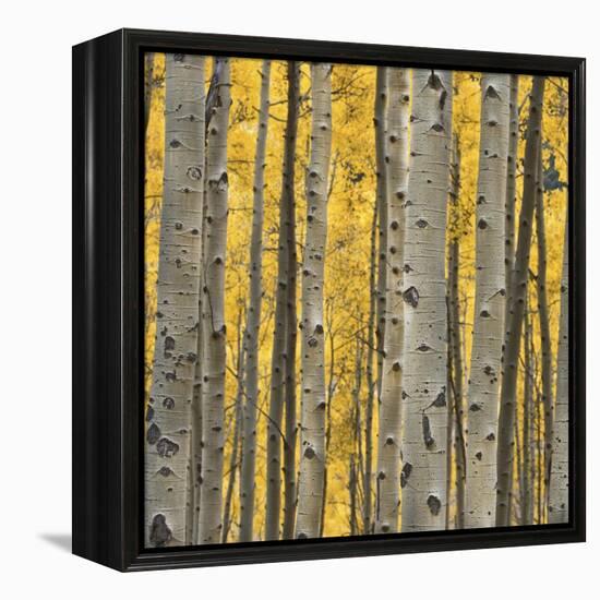 Aspen Trees 3-Jamie Cook-Framed Premier Image Canvas