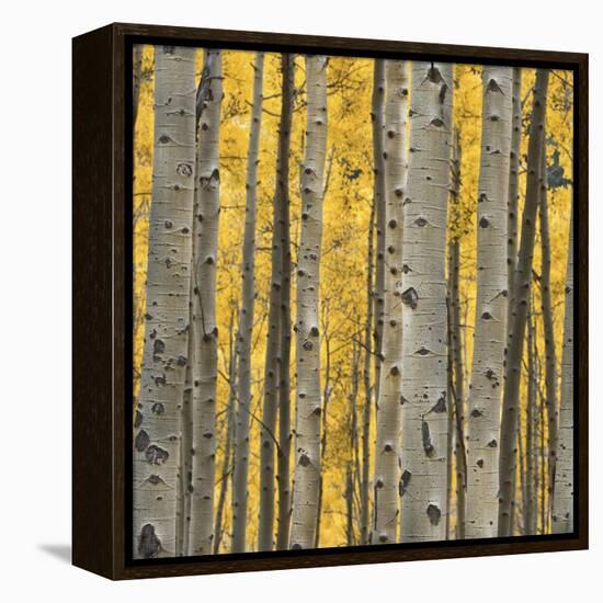 Aspen Trees 3-Jamie Cook-Framed Premier Image Canvas