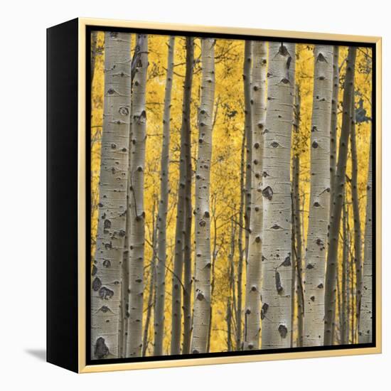 Aspen Trees 3-Jamie Cook-Framed Premier Image Canvas