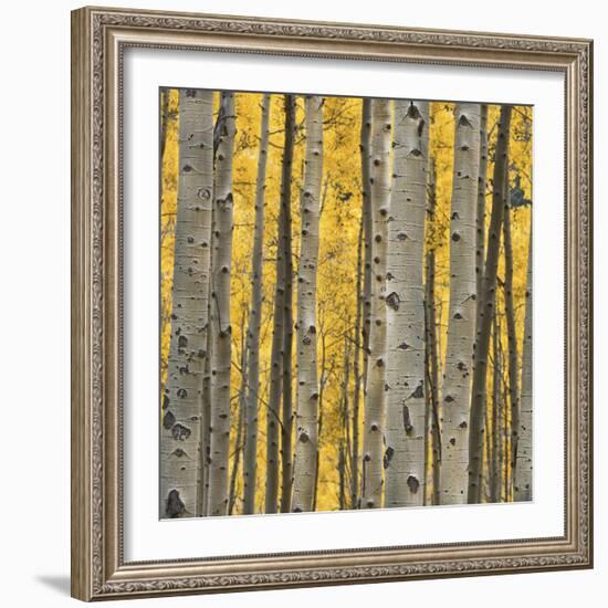 Aspen Trees 3-Jamie Cook-Framed Giclee Print