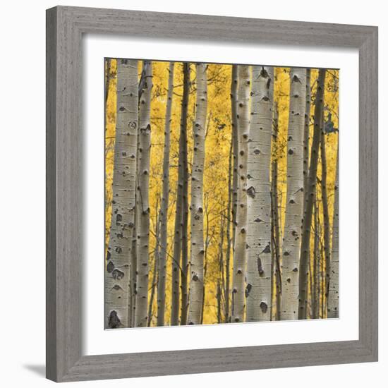 Aspen Trees 3-Jamie Cook-Framed Giclee Print