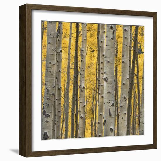 Aspen Trees 3-Jamie Cook-Framed Giclee Print