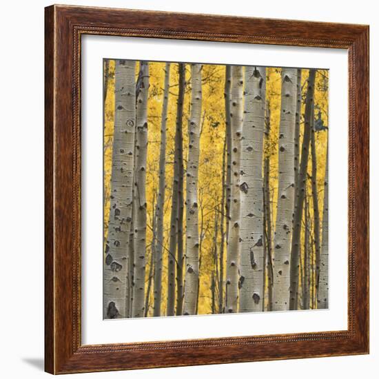 Aspen Trees 3-Jamie Cook-Framed Giclee Print