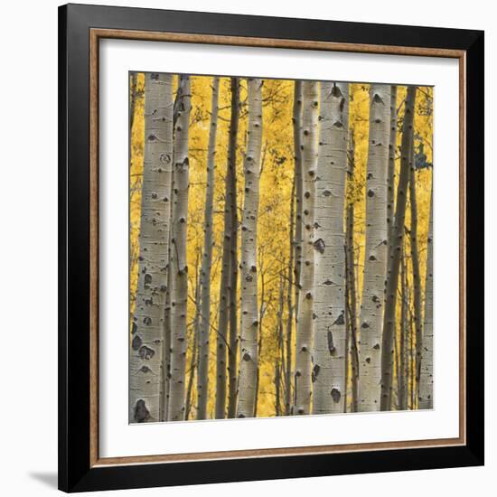 Aspen Trees 3-Jamie Cook-Framed Giclee Print