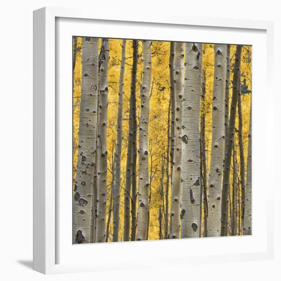 Aspen Trees 3-Jamie Cook-Framed Giclee Print