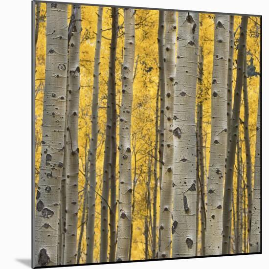 Aspen Trees 3-Jamie Cook-Mounted Giclee Print