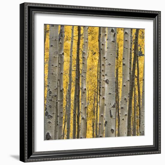 Aspen Trees 3-Jamie Cook-Framed Giclee Print