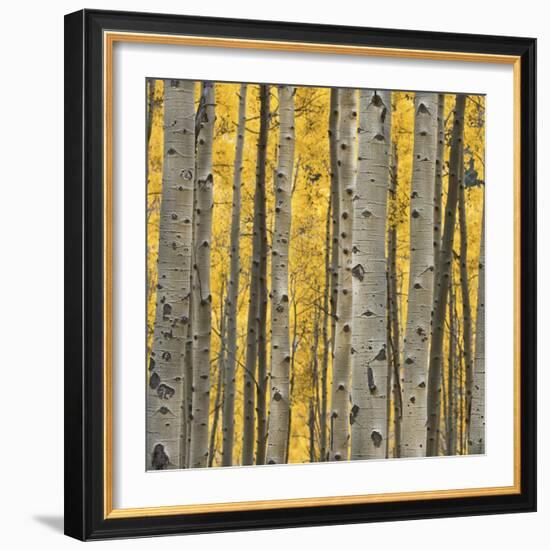 Aspen Trees 3-Jamie Cook-Framed Giclee Print