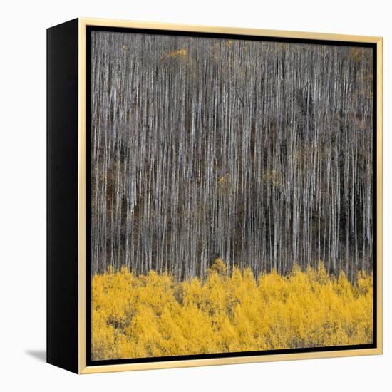 Aspen Trees 4-Jamie Cook-Framed Premier Image Canvas
