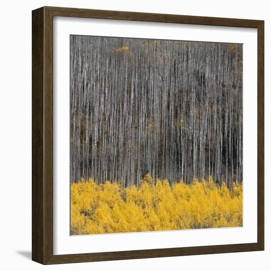 Aspen Trees 4-Jamie Cook-Framed Giclee Print