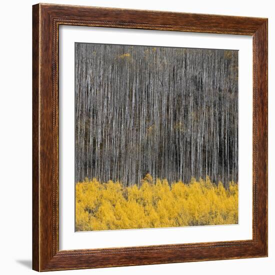 Aspen Trees 4-Jamie Cook-Framed Giclee Print