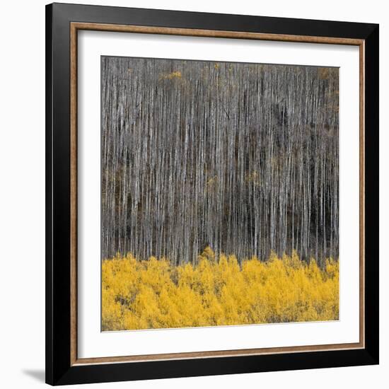 Aspen Trees 4-Jamie Cook-Framed Giclee Print