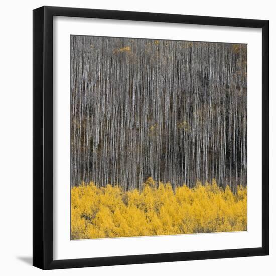 Aspen Trees 4-Jamie Cook-Framed Giclee Print