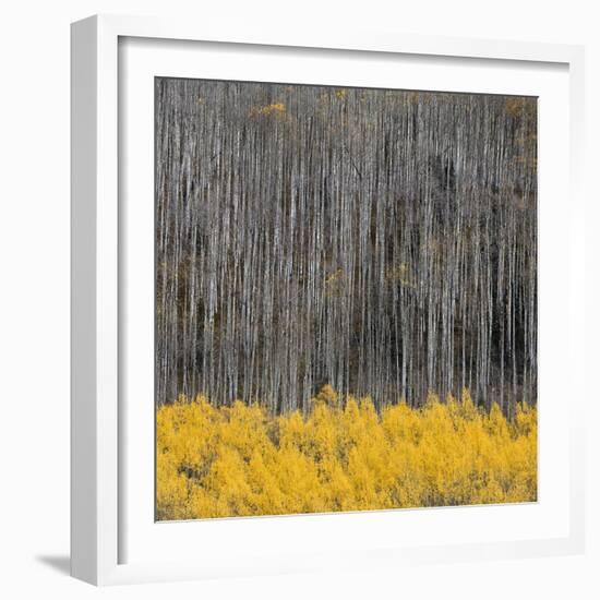 Aspen Trees 4-Jamie Cook-Framed Giclee Print