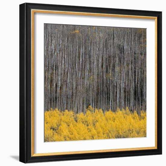 Aspen Trees 4-Jamie Cook-Framed Giclee Print