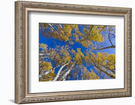 Aspen trees against blue sky in autumn, Grand Staircase-Escalante National Monument, Utah, USA-Jeff Foott-Framed Photographic Print