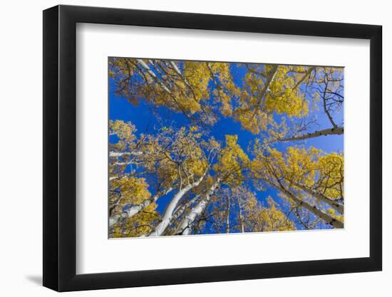 Aspen trees against blue sky in autumn, Grand Staircase-Escalante National Monument, Utah, USA-Jeff Foott-Framed Photographic Print